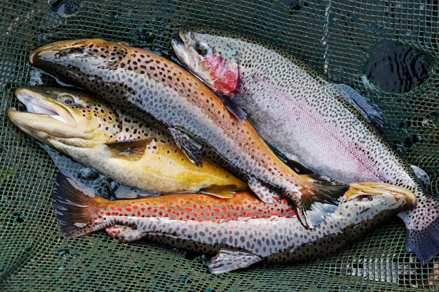 Trout can suffer for a long time (Getty Images)
