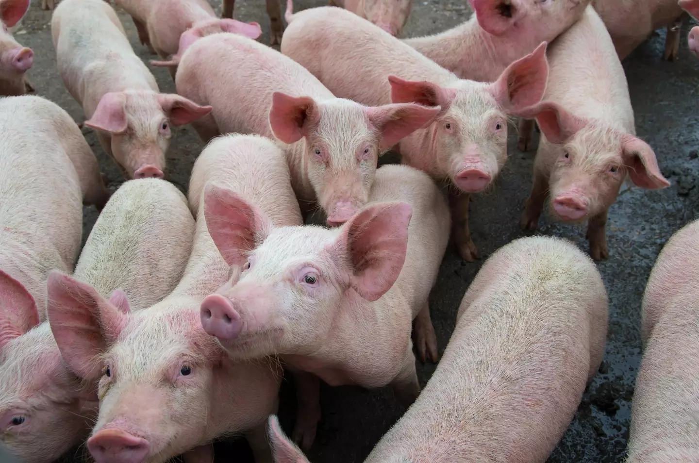 ASF is 'the biggest animal disease outbreak we've ever had on the planet'.