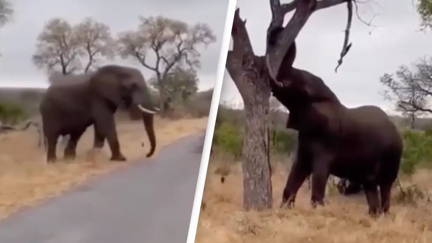 People are just finding out how strong elephants really are after seeing one take down an entire tree