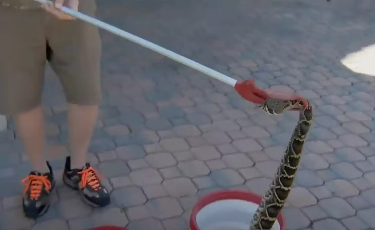 The snake has since been taken to a reptile centre.