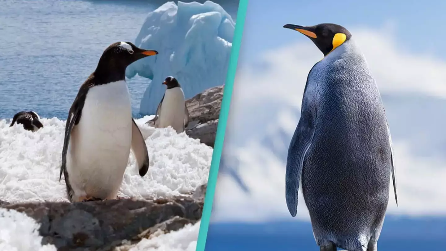 People are just finding out there are no 'true penguins' alive today for a bizarre reason