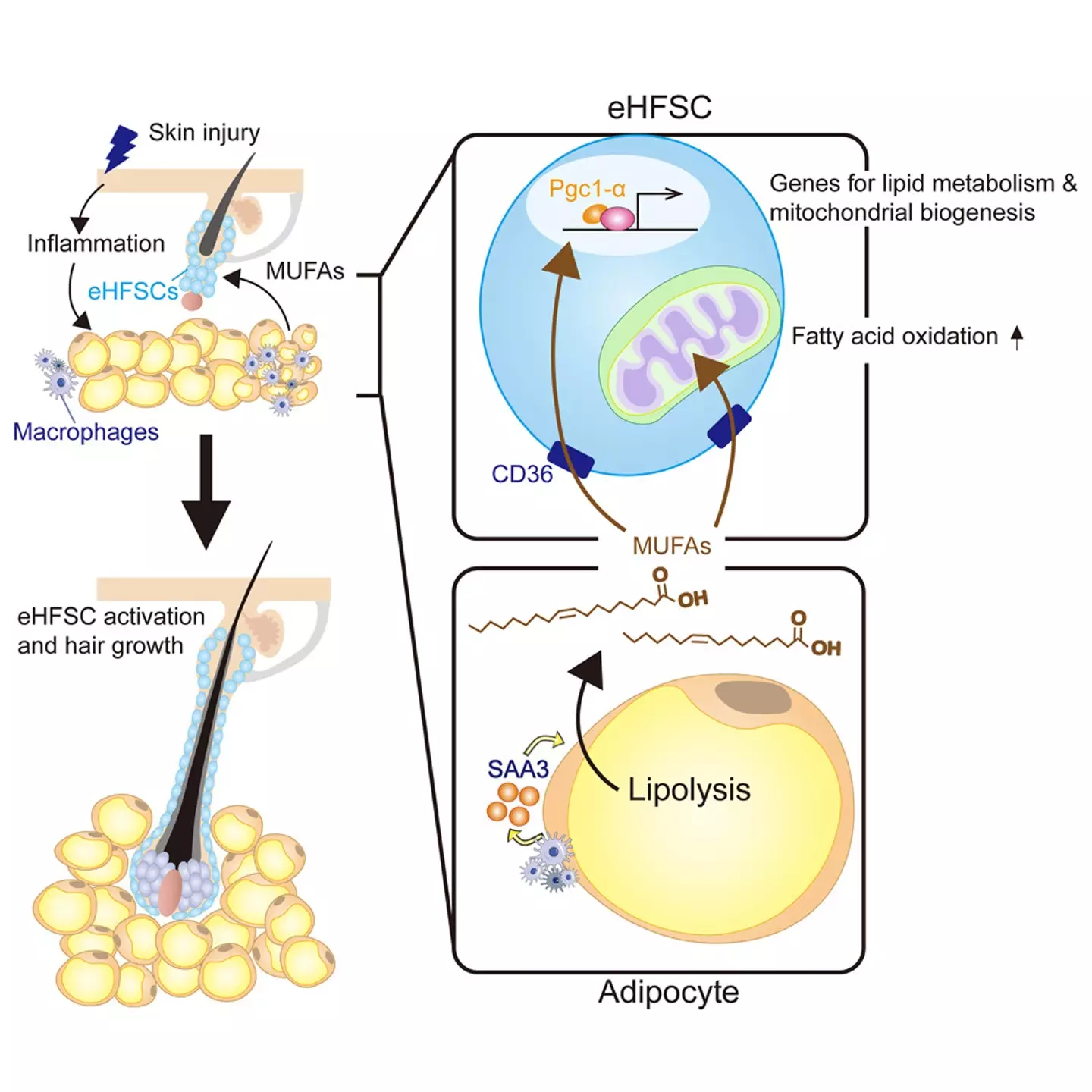 It all boils down to triggering immune cells (Cell Metabolism)