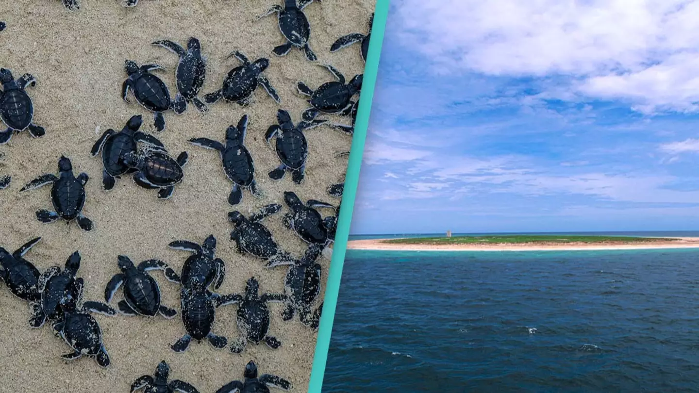 Stunning island where thousands of turtles nest could be completely underwater within 30 years