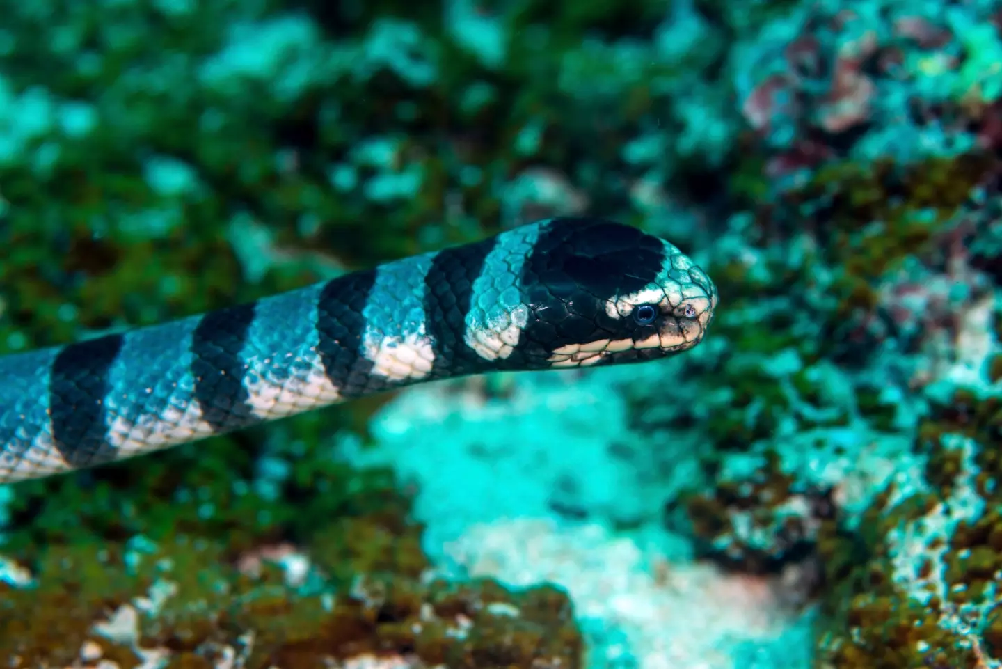 Sea kraits are highly venomous.