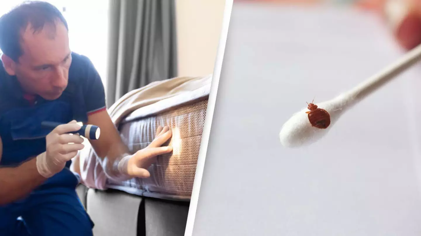 People are only just learning the 'terrifying' way bed bugs mate and spread