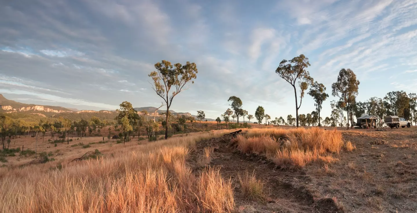 The Lyon's grassland striped skink lives in Queensland's grasslands.