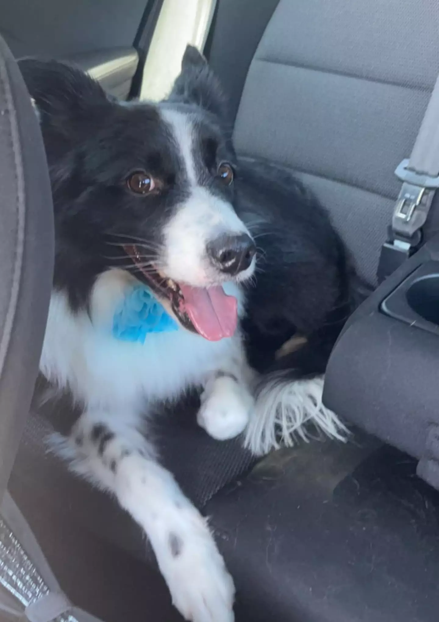 A Facebook page under the name Brennah Montgomery shows images of a dog (Facebook/ Brennah Montgomery)
