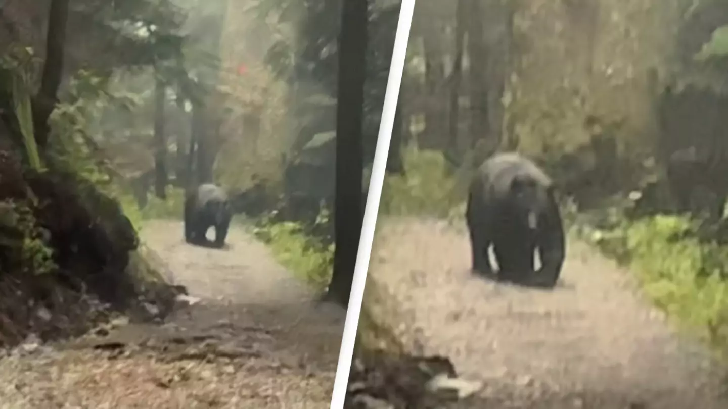 Group of friends hide behind bush after being stalked by giant black bear