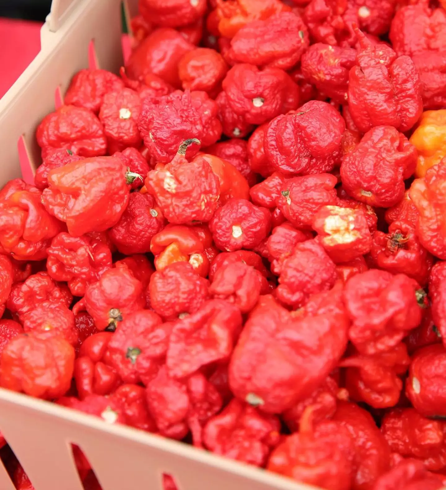 His previous creation, the Carolina Reaper, was the previous champion.