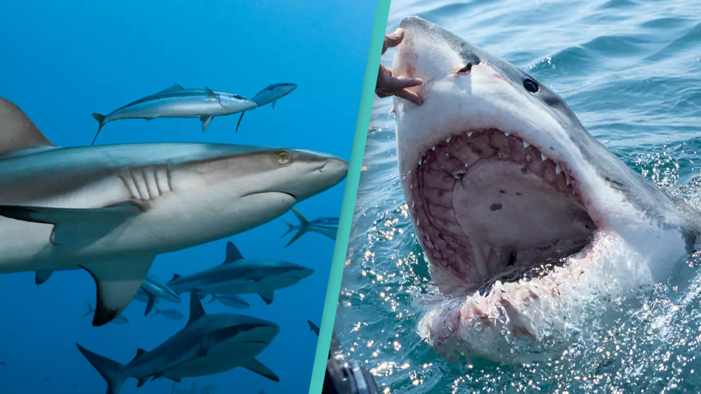 Scientists discover terrifying 'shark cafe' where great whites regularly gather at one specific spot in the Pacific Ocean