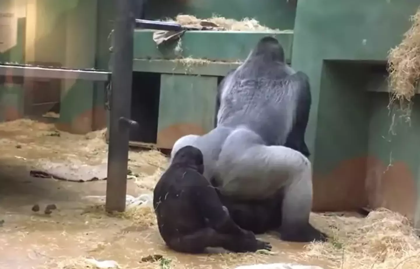 The gorillas were seen mating by zoo goers.
