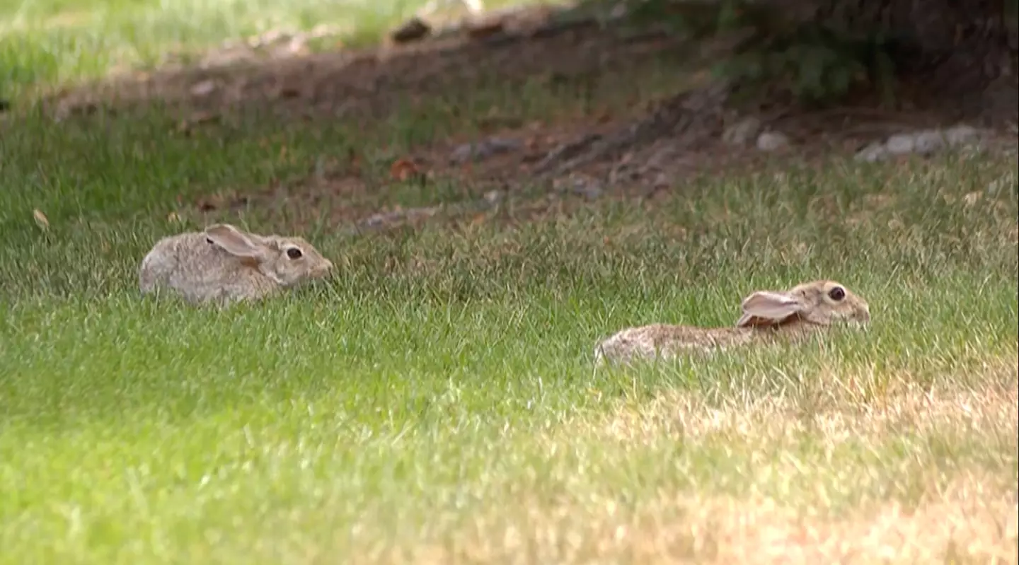 Several wild rabbits have been spotted in Fort Collins, Colorado, appearing to have black horns or tentacles (Reddit)