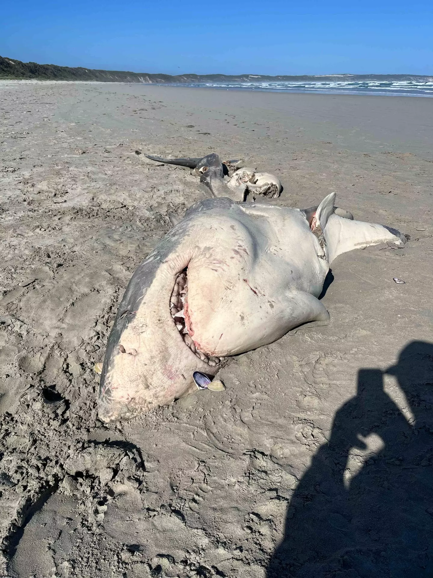 Not much was left of the unfortunate shark.