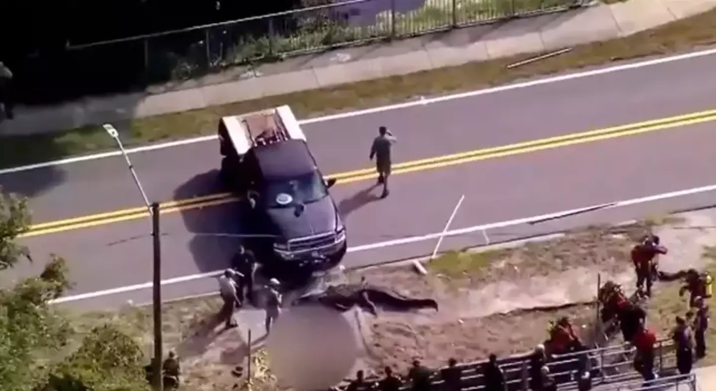 The 14-foot alligator was spotted carrying a body.