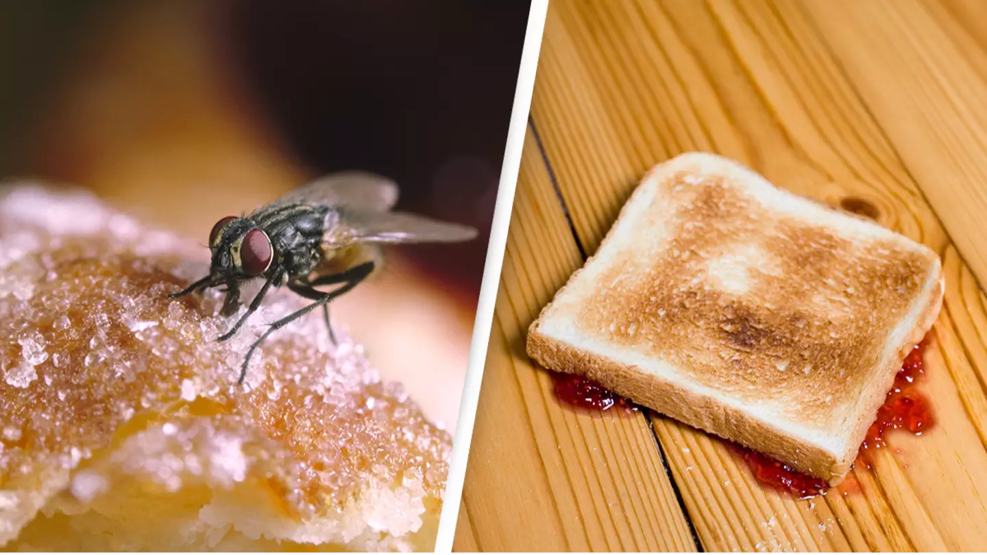 Shocking truth behind five second rule shows what really happens when you drop food on the floor