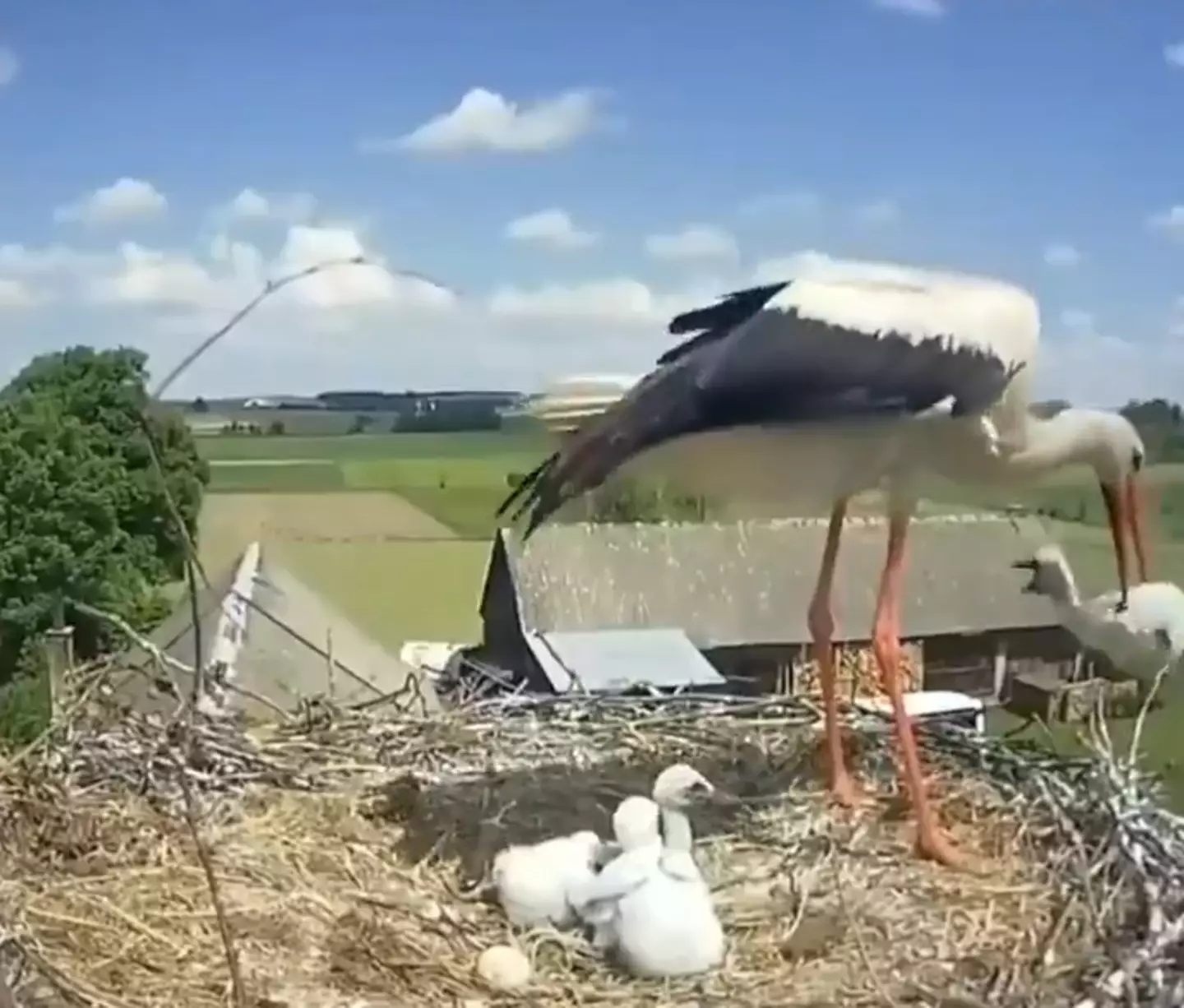 The White Stork didn't hesitate to throw her chick out of the nest.