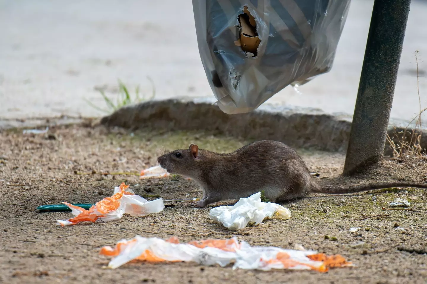 Jack admitted that he nearly died due to rat urine. (Jacques Julien / Getty Images)