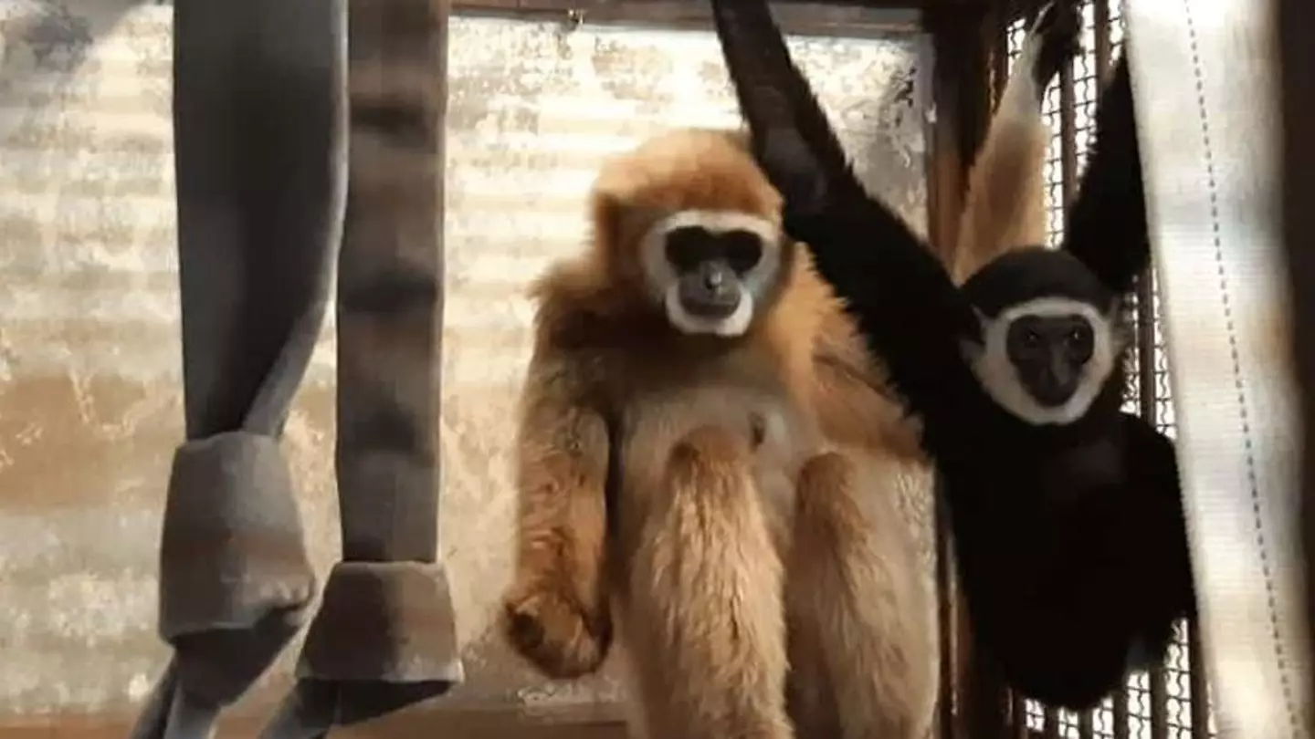 Zookeepers solved mystery of female monkey who got pregnant while alone in her cage