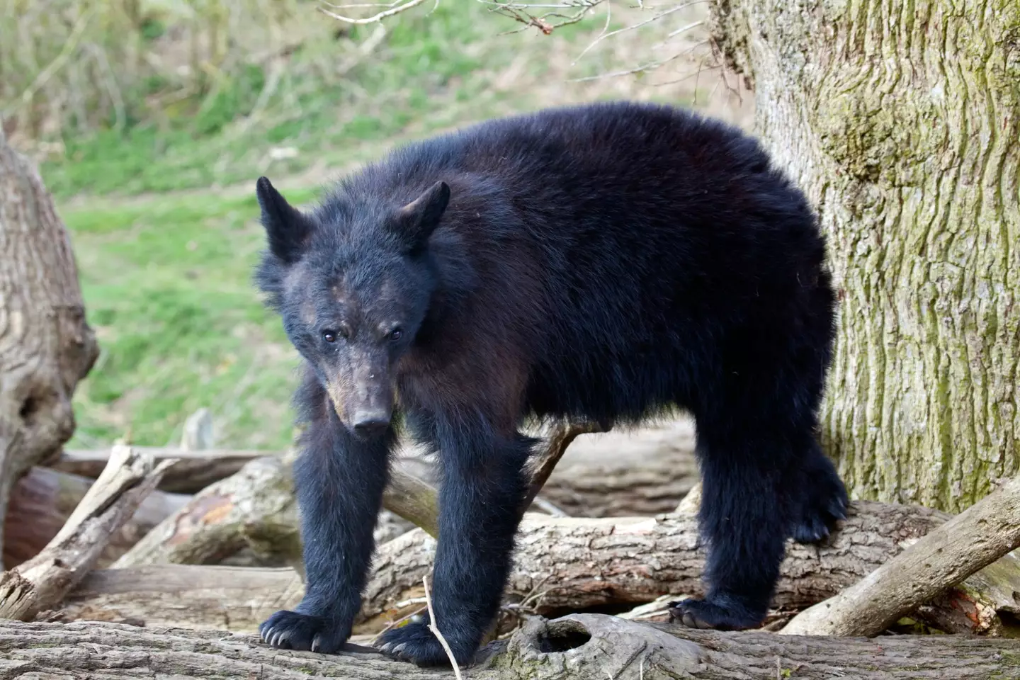 Samantha raced to the rescue after a black bear cub made its way into her garden.