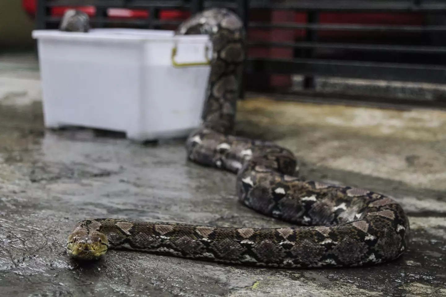 Jahrah's body was found inside the python (Eko Siswono Toyudho/Anadolu Agency/Getty Images)