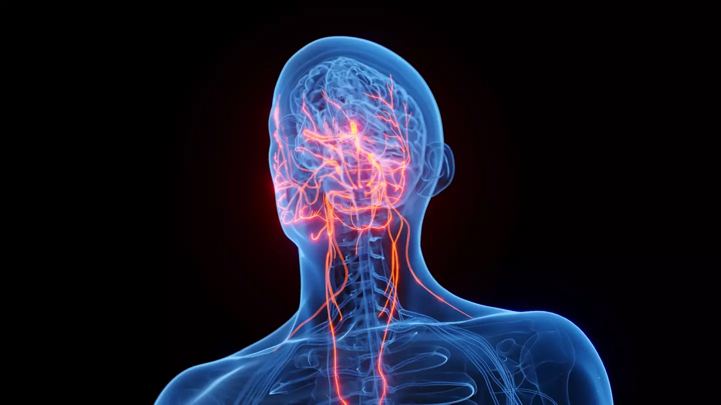 The vagus nerve runs through the entire body (Getty Images)
