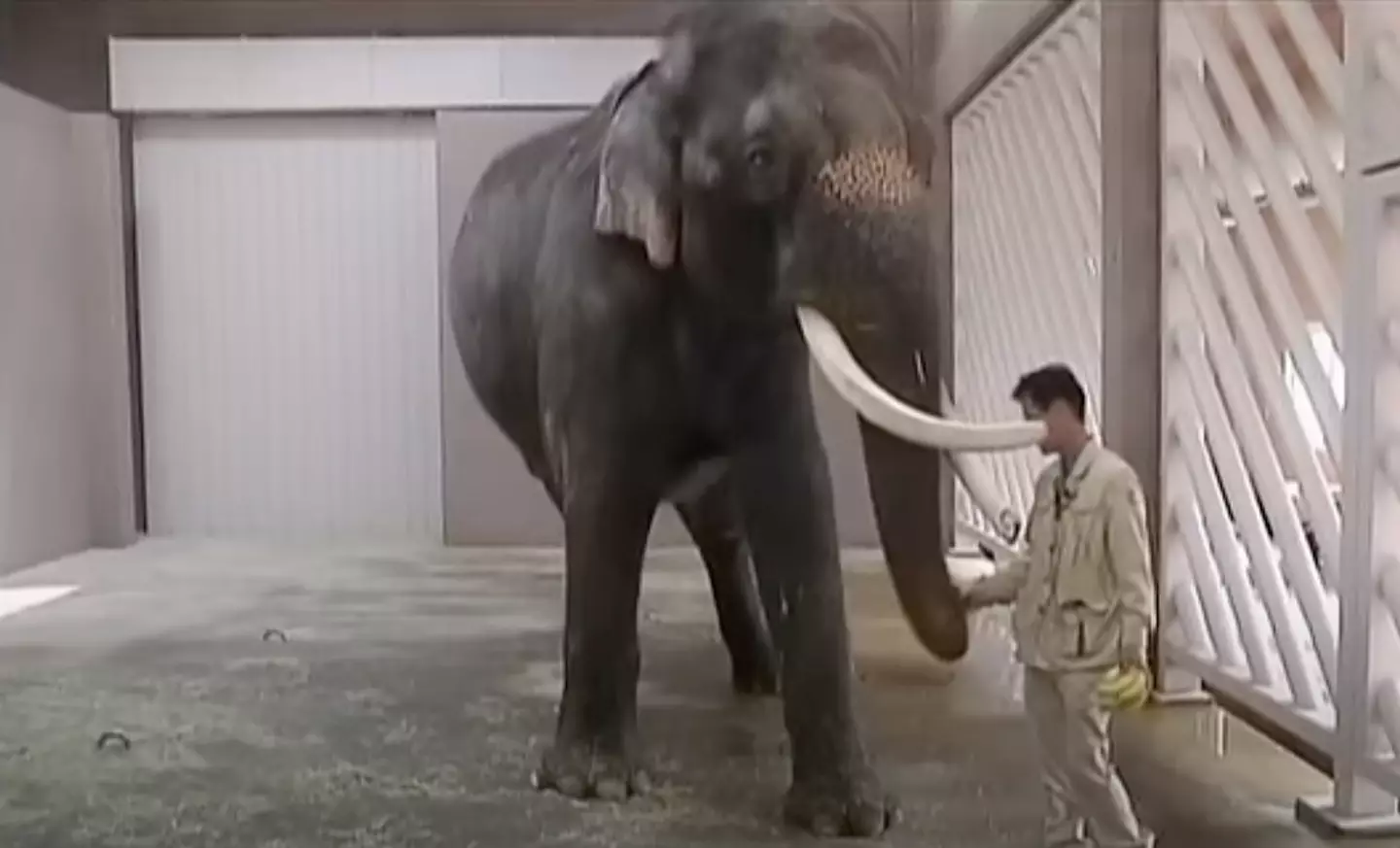 The Indian elephant has mastered how to speak Korean - or at least a few words! (YouTube/euronews)