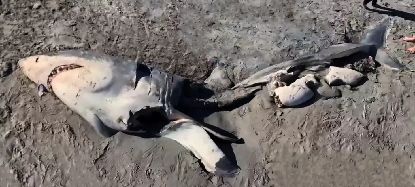 The body of the shark was washed up on the beach.