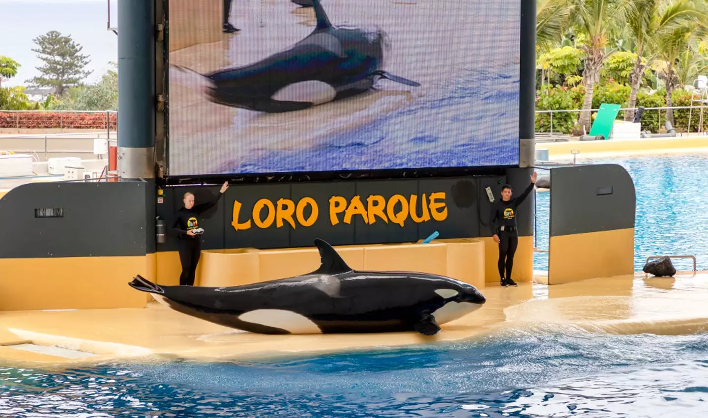 Unidentified trainers working at Loro Parque. (Laszlo Szirtesi/Getty Images)