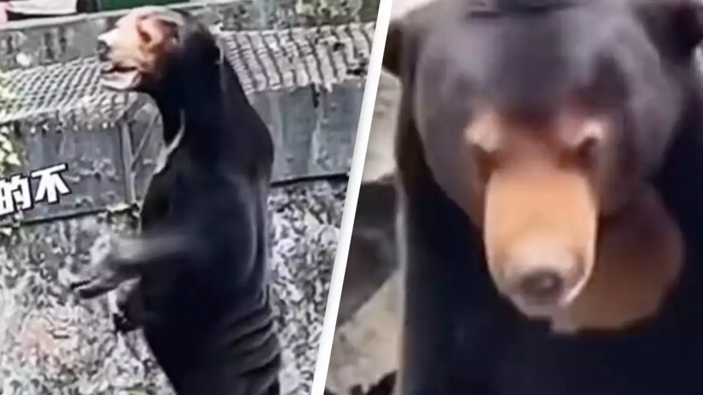 Chinese zoo forced to deny bear is a human in costume as people ask more questions