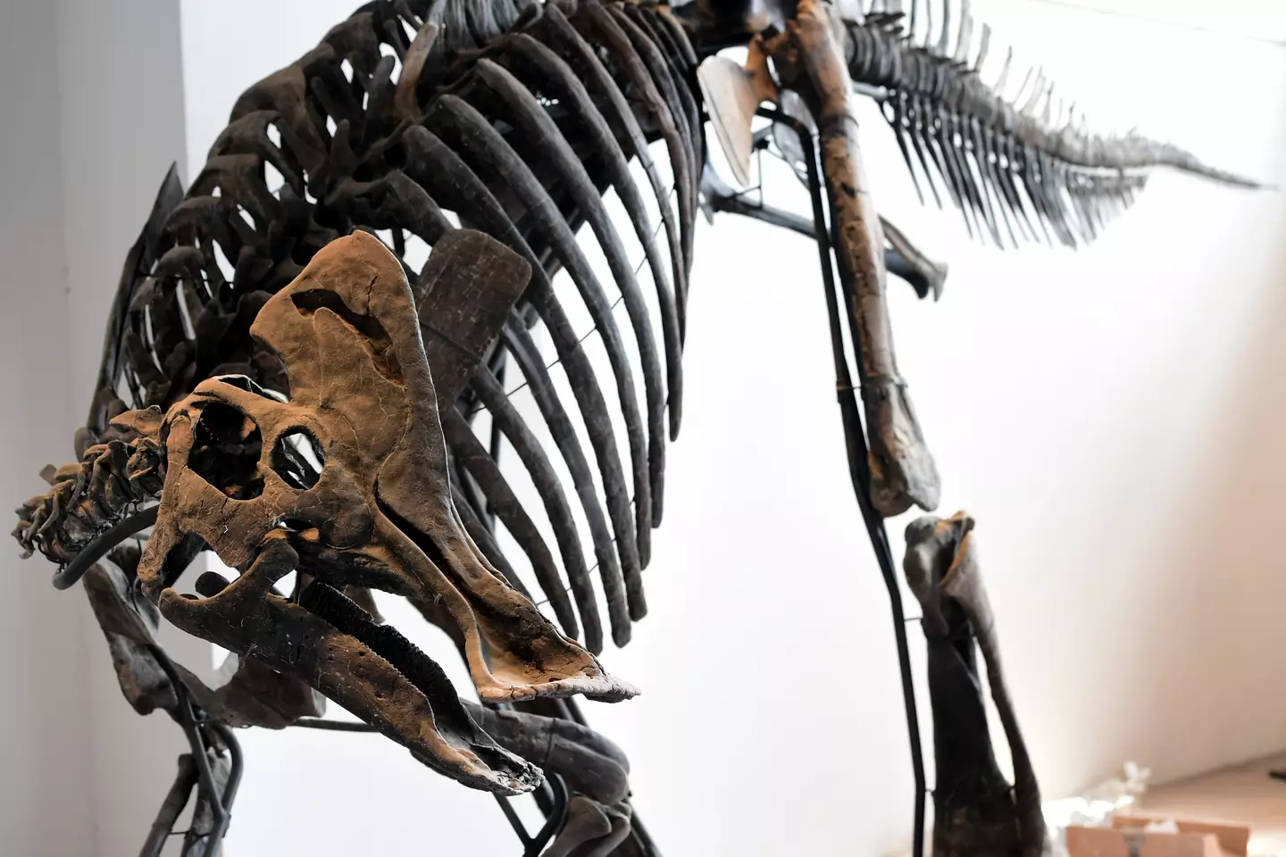 The conspiracy theorist claimed that dinosaurs didn't exist.