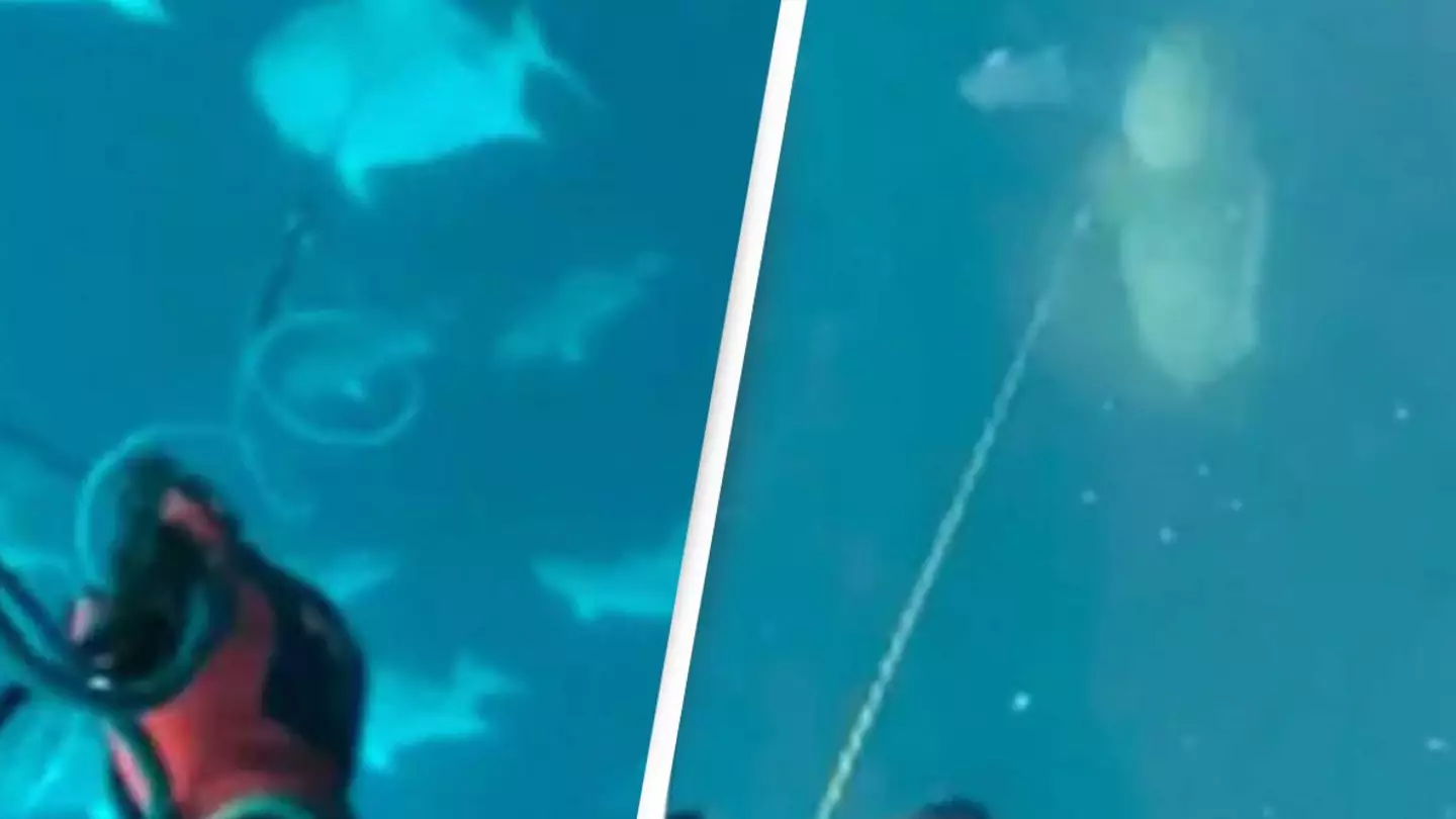 Diver's Horror As 'Nightmare' Shark-Eating Fish Appears Out Of Depths