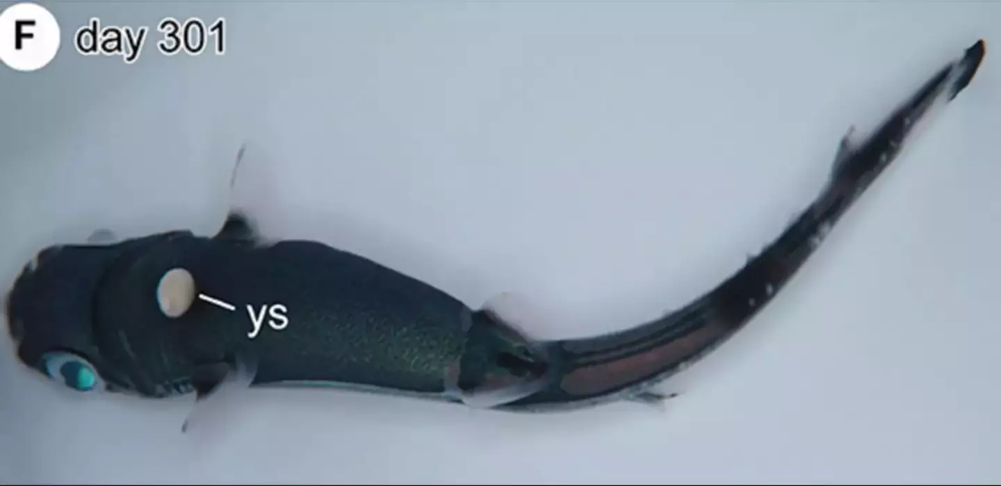 Japanese scientists were able to incubate shark embryos for nearly a year (Frontiers in Fish Science)