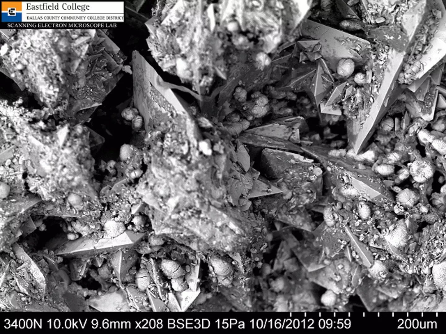 Yep, not nice at all (Murry Gans/Eastfield College)