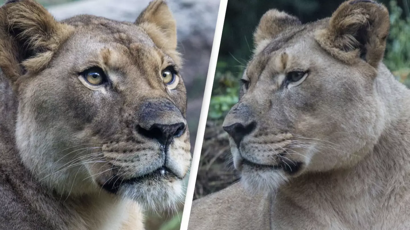 Lioness Killed By Lion Just Minutes After Meeting At Zoo