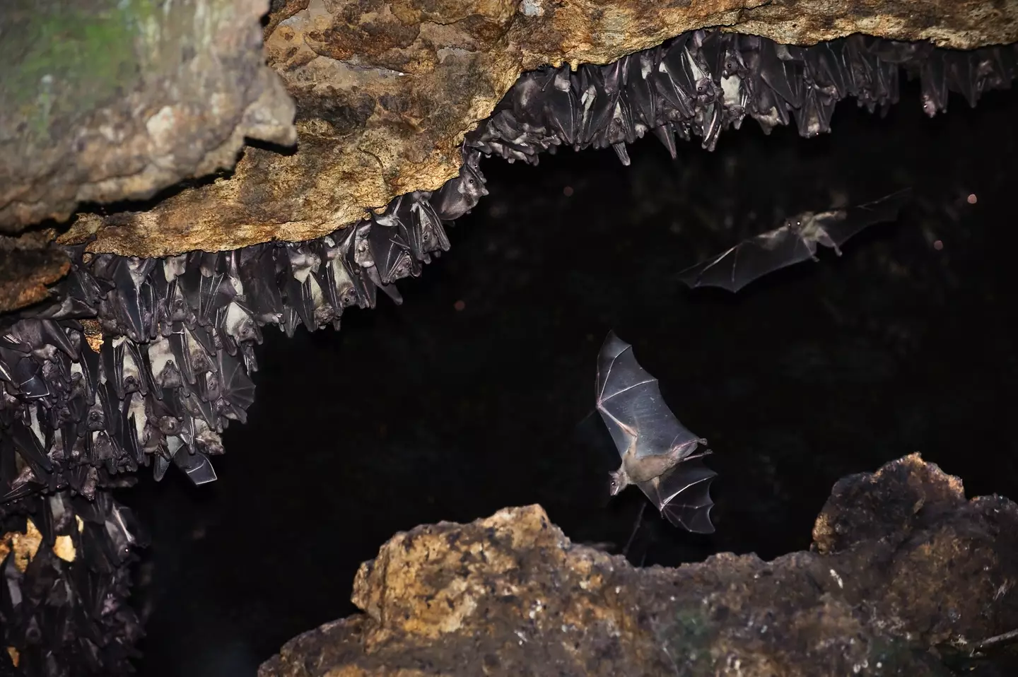 The Marburg is spread from bats. (Getty Stock Photo)