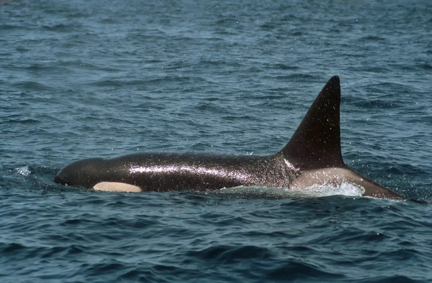 Another sailboat has been attacked by orcas (Getty Stock Image)