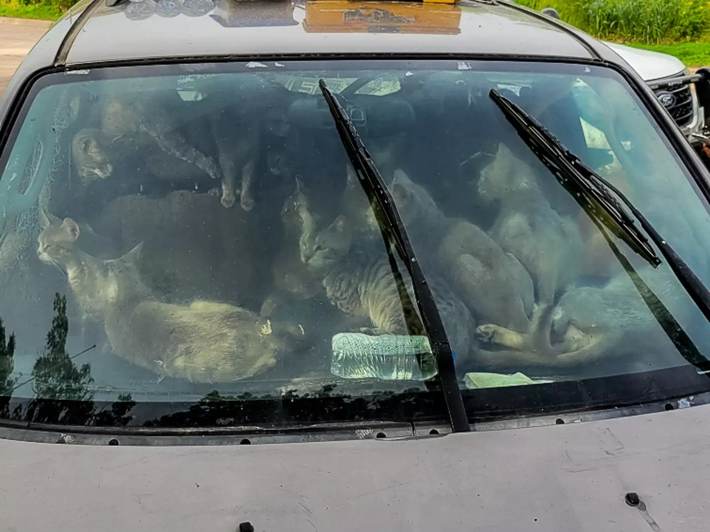 A man was found living in his car with 47 cats.