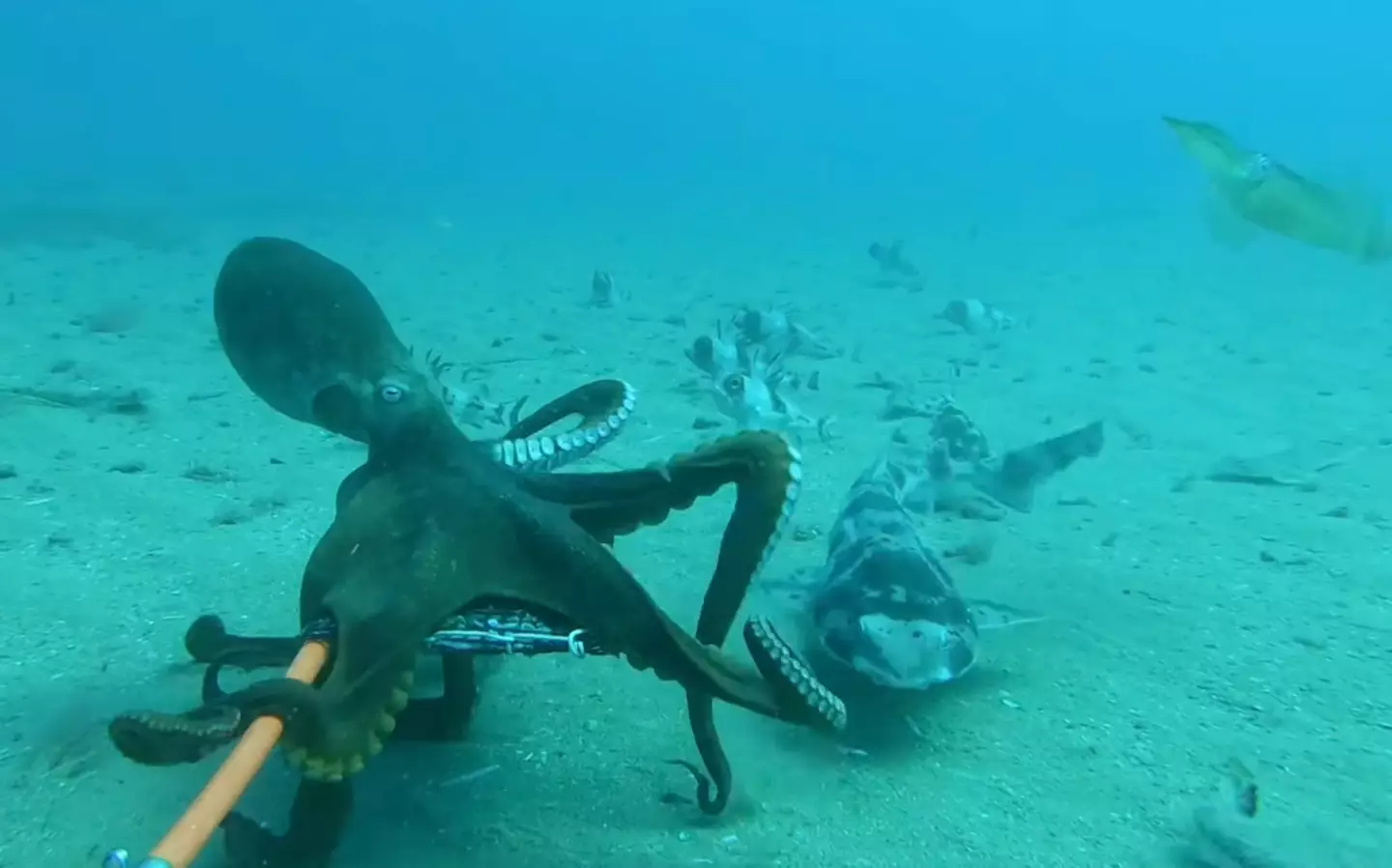 The octopus getting ready to pounce (Facebook/Star of the South Project)