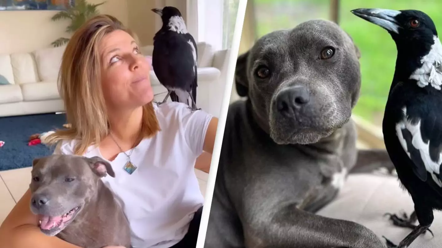 Family share major breakthrough in bid to reunite magpie Molly with her dog best friend