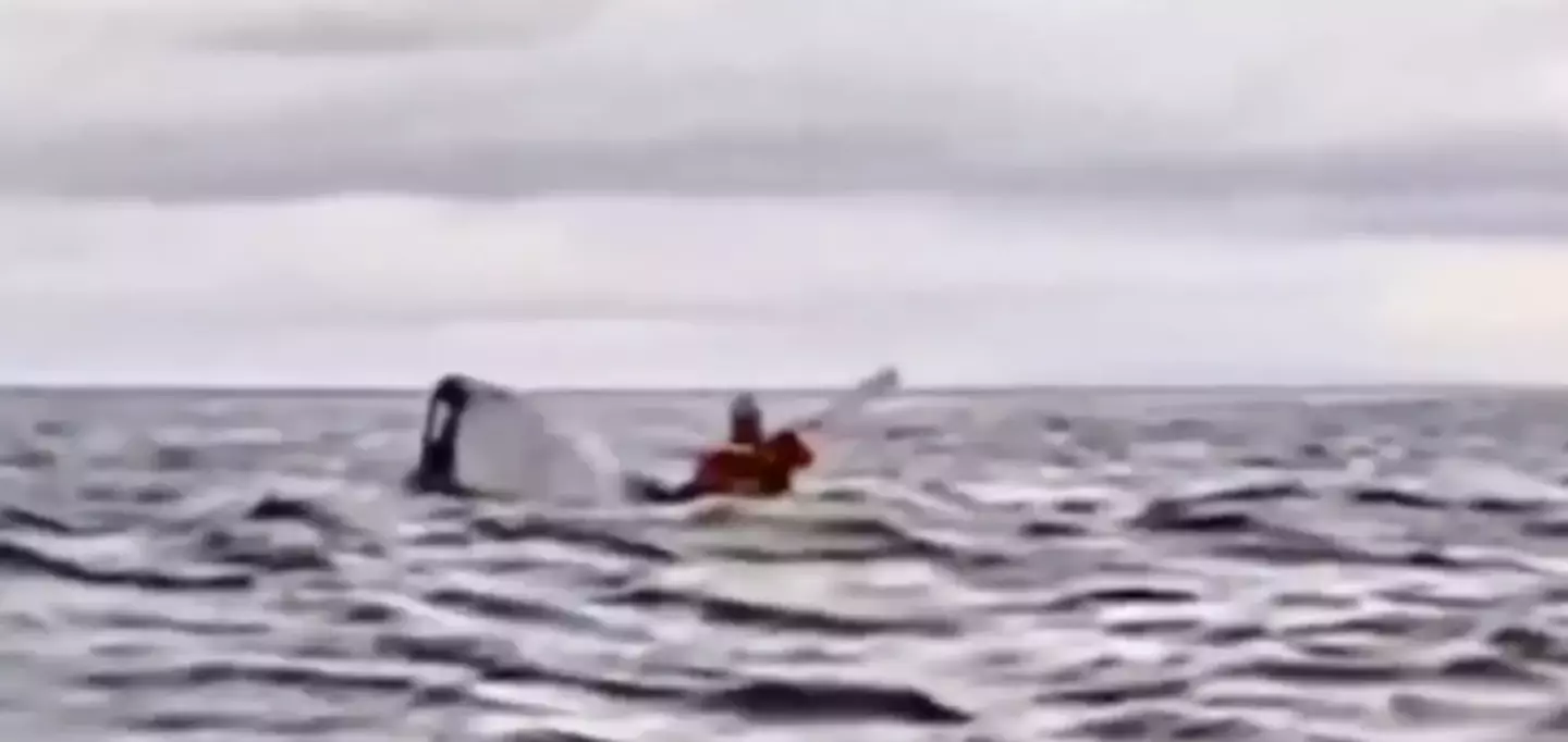 The incident was captured on camera (Twitter/@AMAZlNGNATURE)