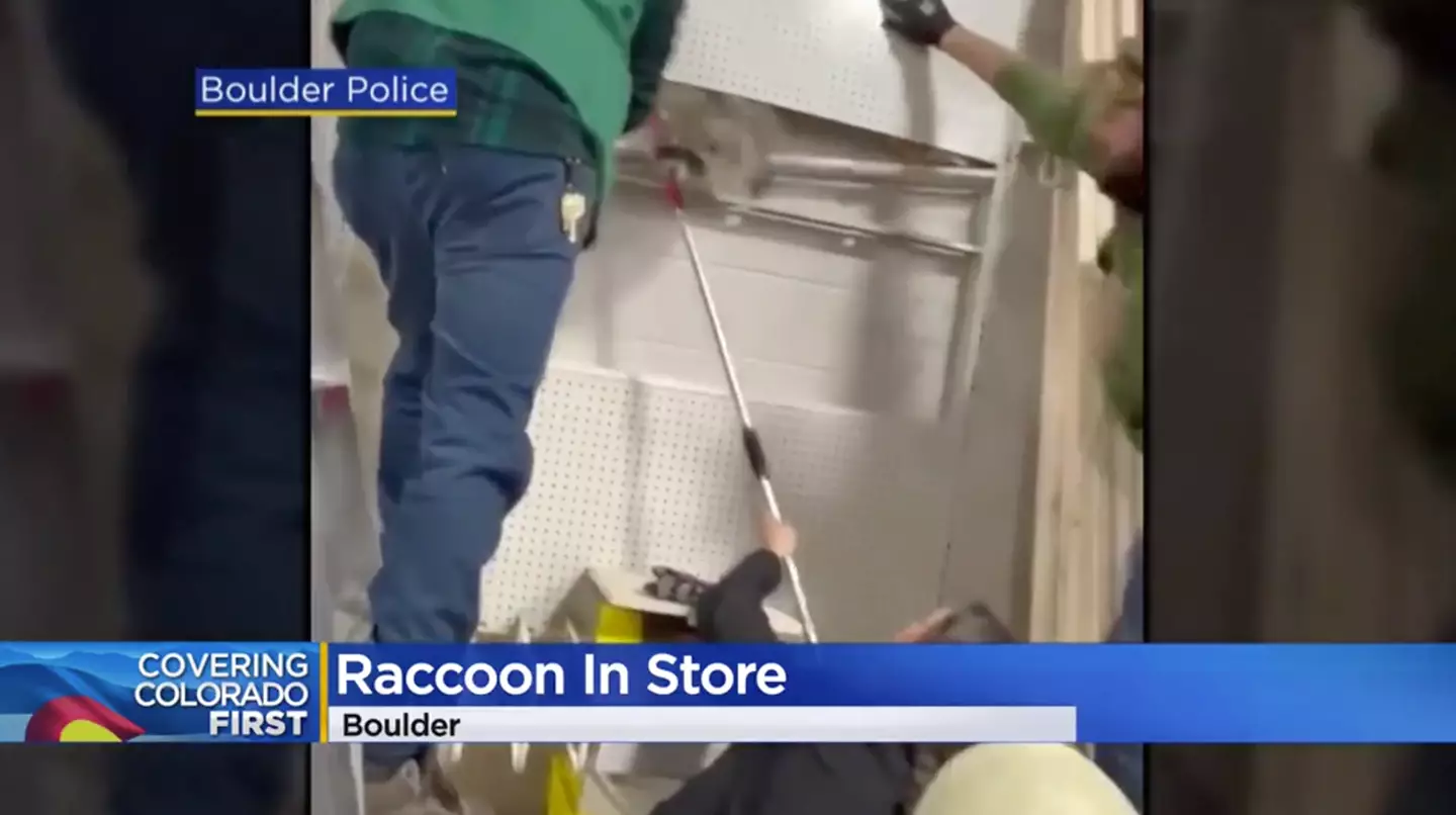 Store workers and police tried their hardest to capture the raccoon to no avail for 45 minutes.