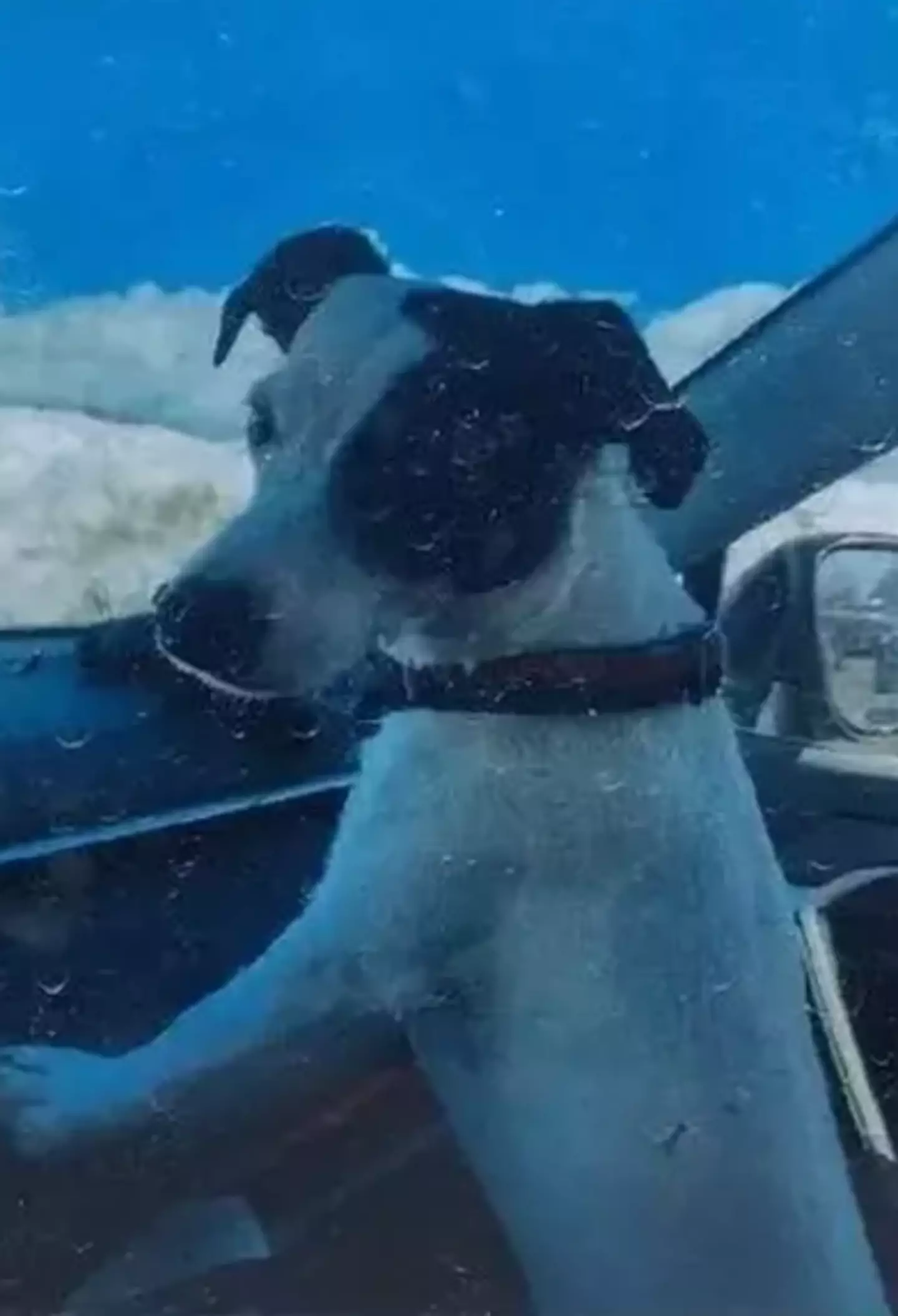 Finney stayed close to her owner the whole time.