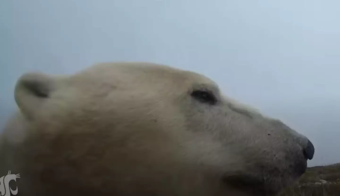 Researchers found the majority of bears lost weight during the study.