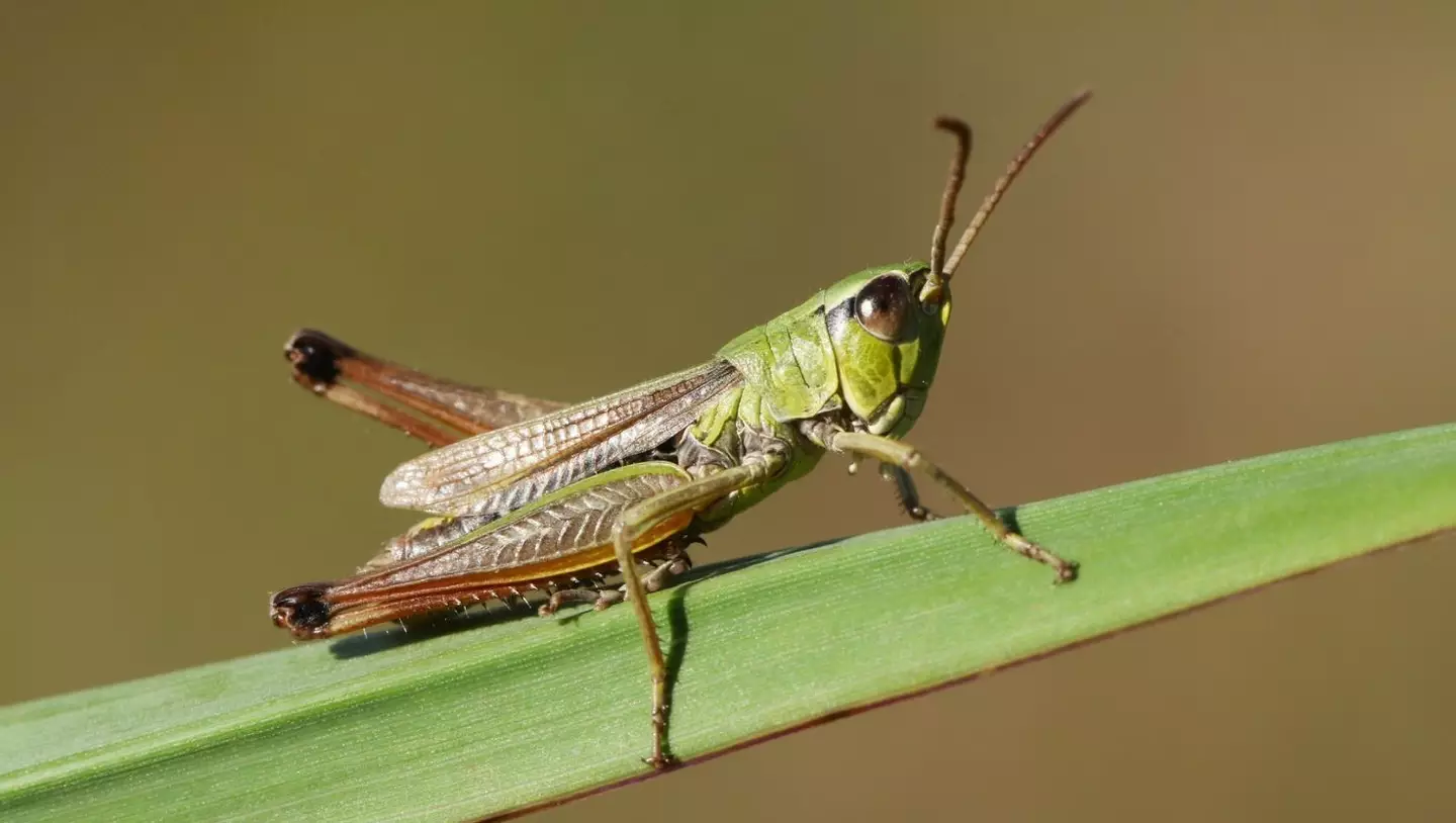 An expert used grasshoppers to explain a common approach to the interview question (Getty Stock Image)