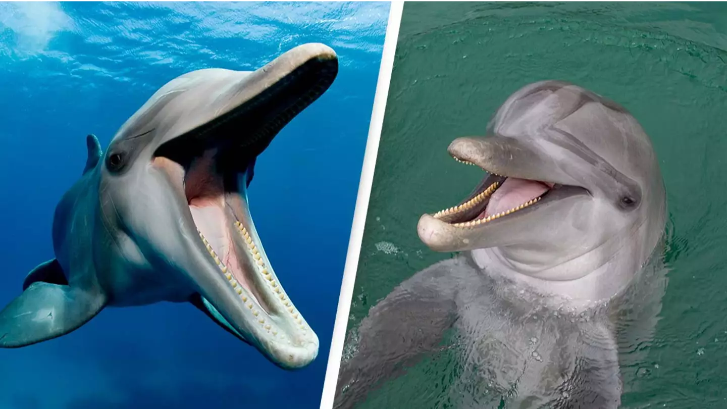 Bottlenose dolphins found to be one of the only mammals in the world with a 'seventh sense'