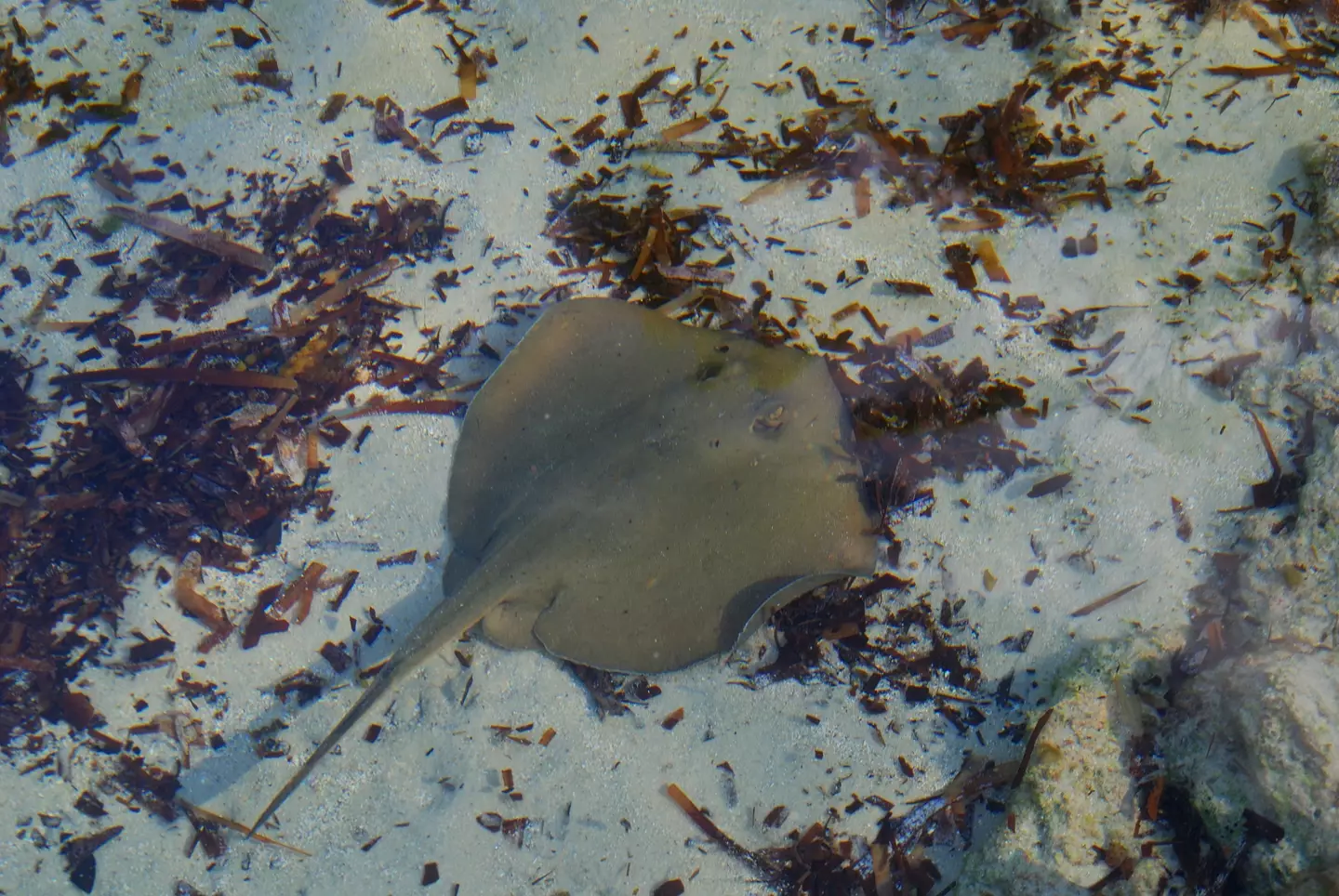 A common stingray.
