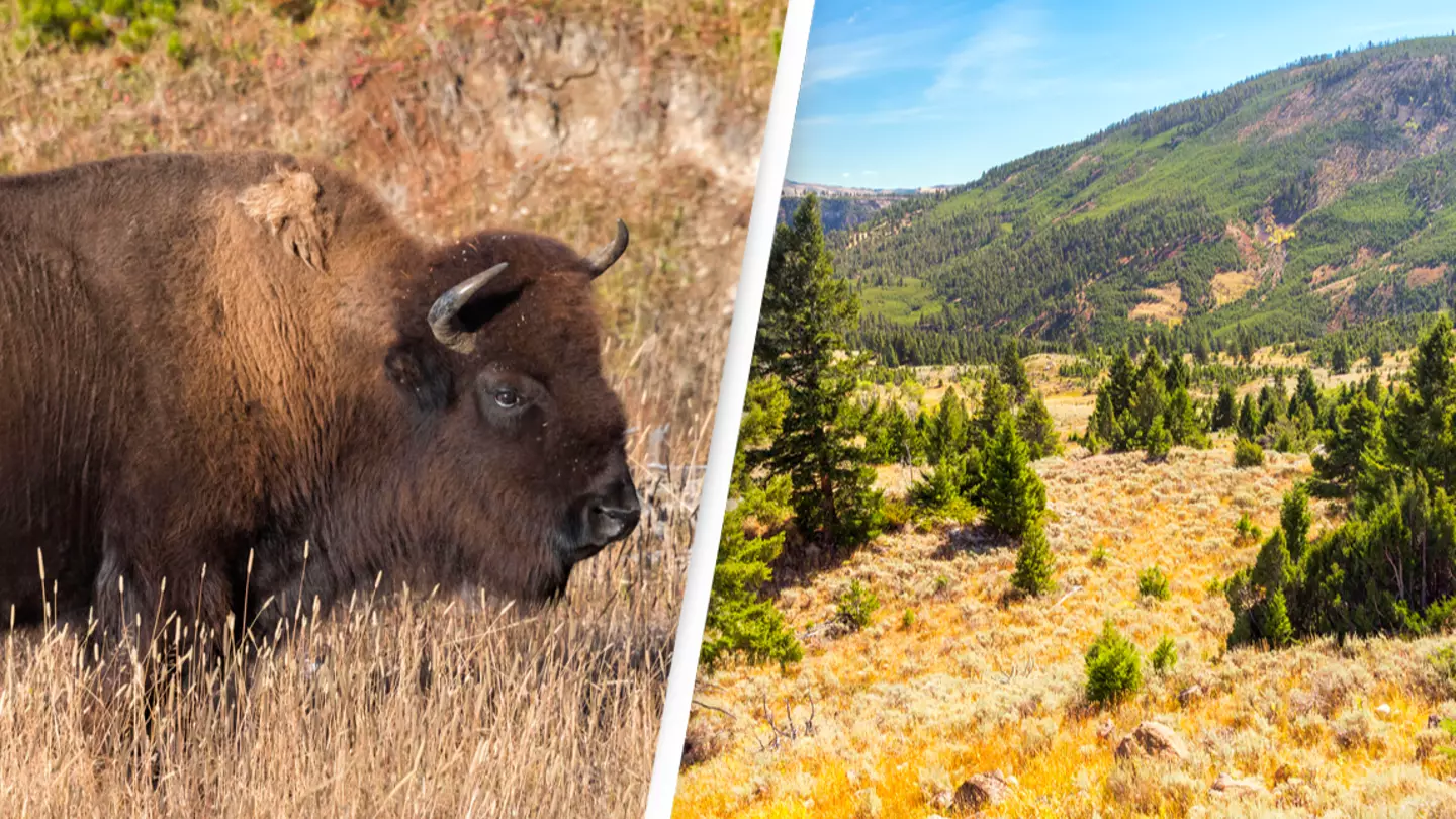 People Urged Not To Go Close To Wild Bison In Yellowstone National Park