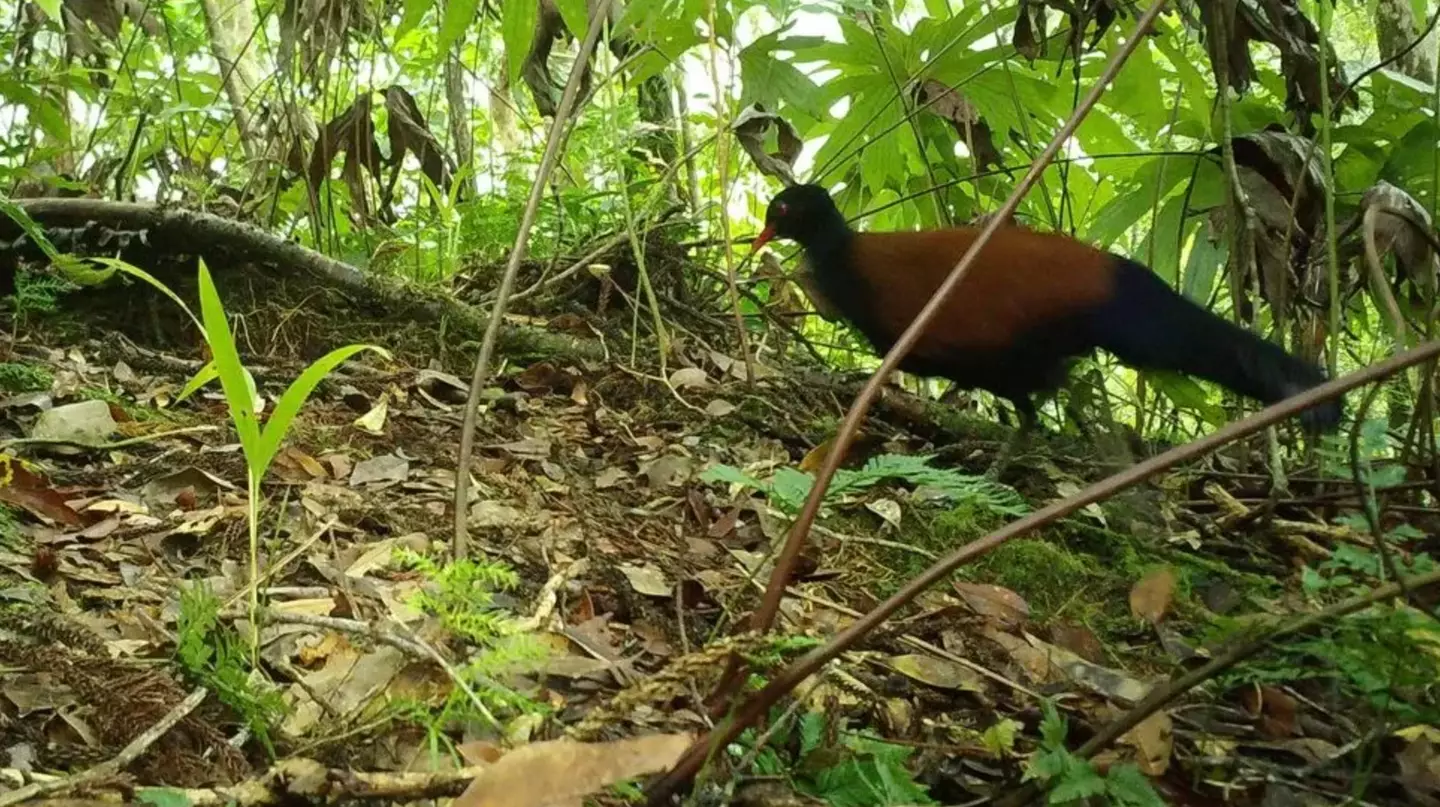 The black-naped pheasant-pigeon hadn't been seen for 140 years (American Bird Conservancy)