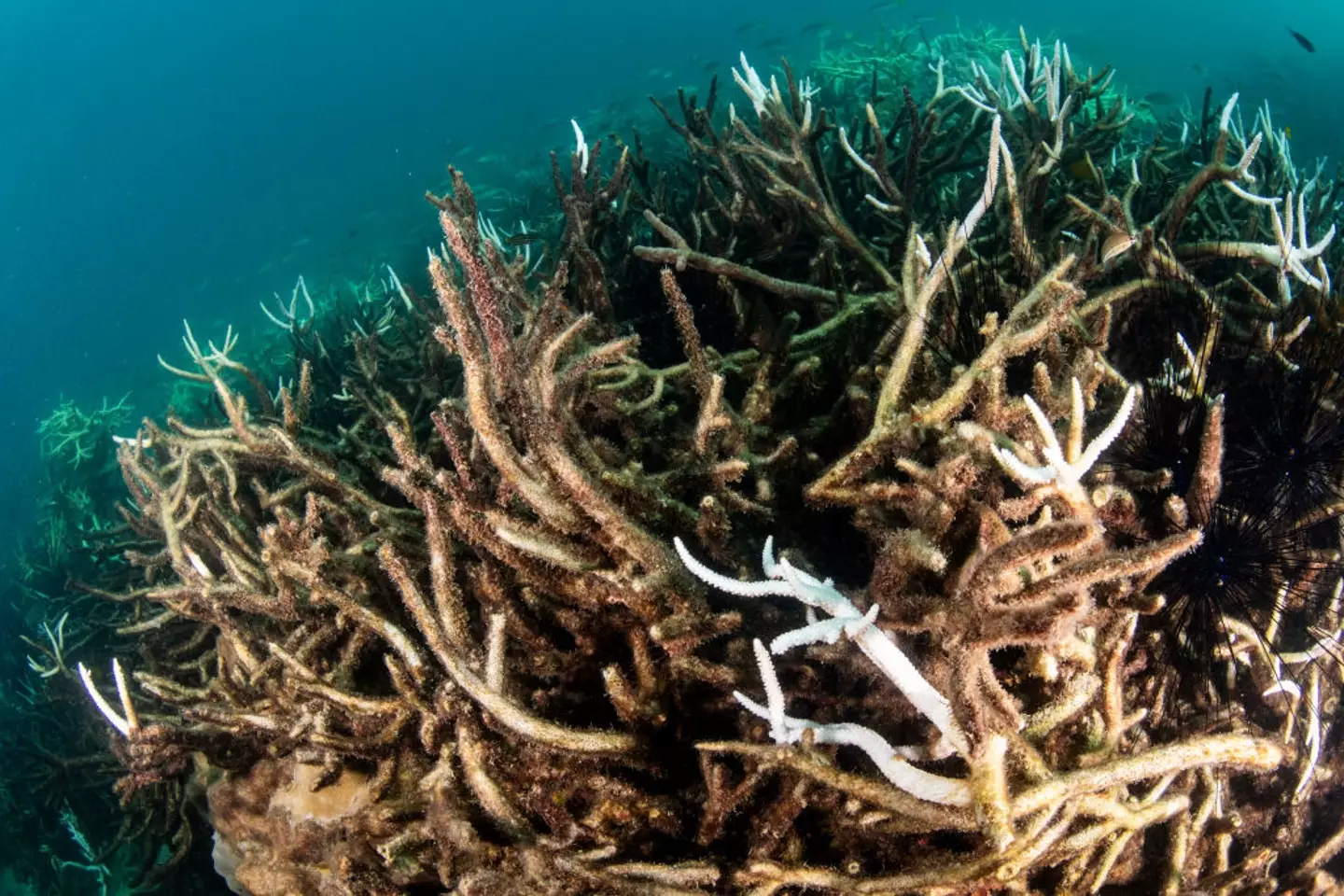 Scientists warn Earth is nearing 'catastrophic' climate tipping points if coral reefs die out (Sirachai Arunrugstichai/Getty Images)