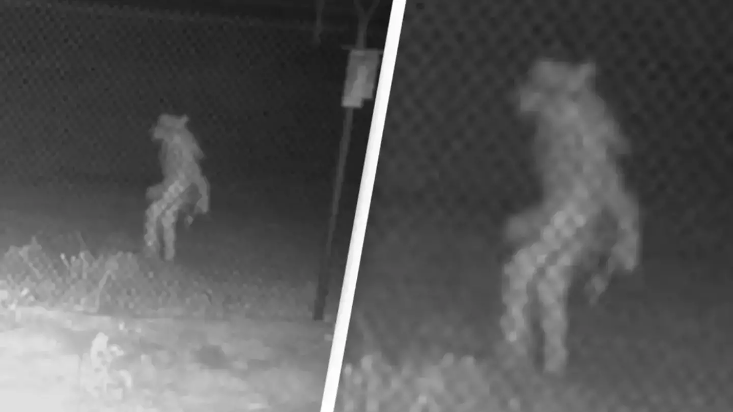 Mystery of strange creature caught on camera that baffled entire city has never been solved